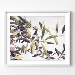 Olive Branch Botanical Print Nature Photography, Olive Leaves Wall Art, Farmhouse Kitchen Decor, Dining Room Art, Botanical Print image 1