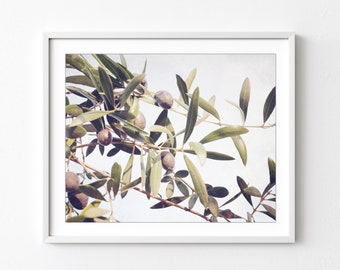 Olive Branch Botanical Print - Nature Photography, Olive Leaves Wall Art, Farmhouse Kitchen Decor, Dining Room Art, Botanical Print