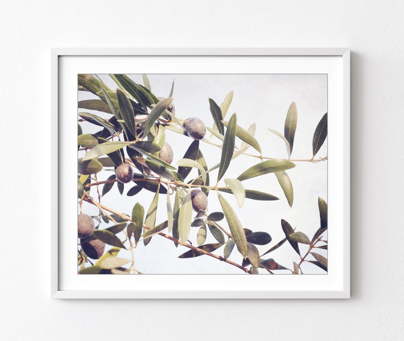 Olive Branch Botanical Print Nature Photography, Olive Leaves Wall Art, Farmhouse Kitchen Decor, Dining Room Art, Botanical Print image 1