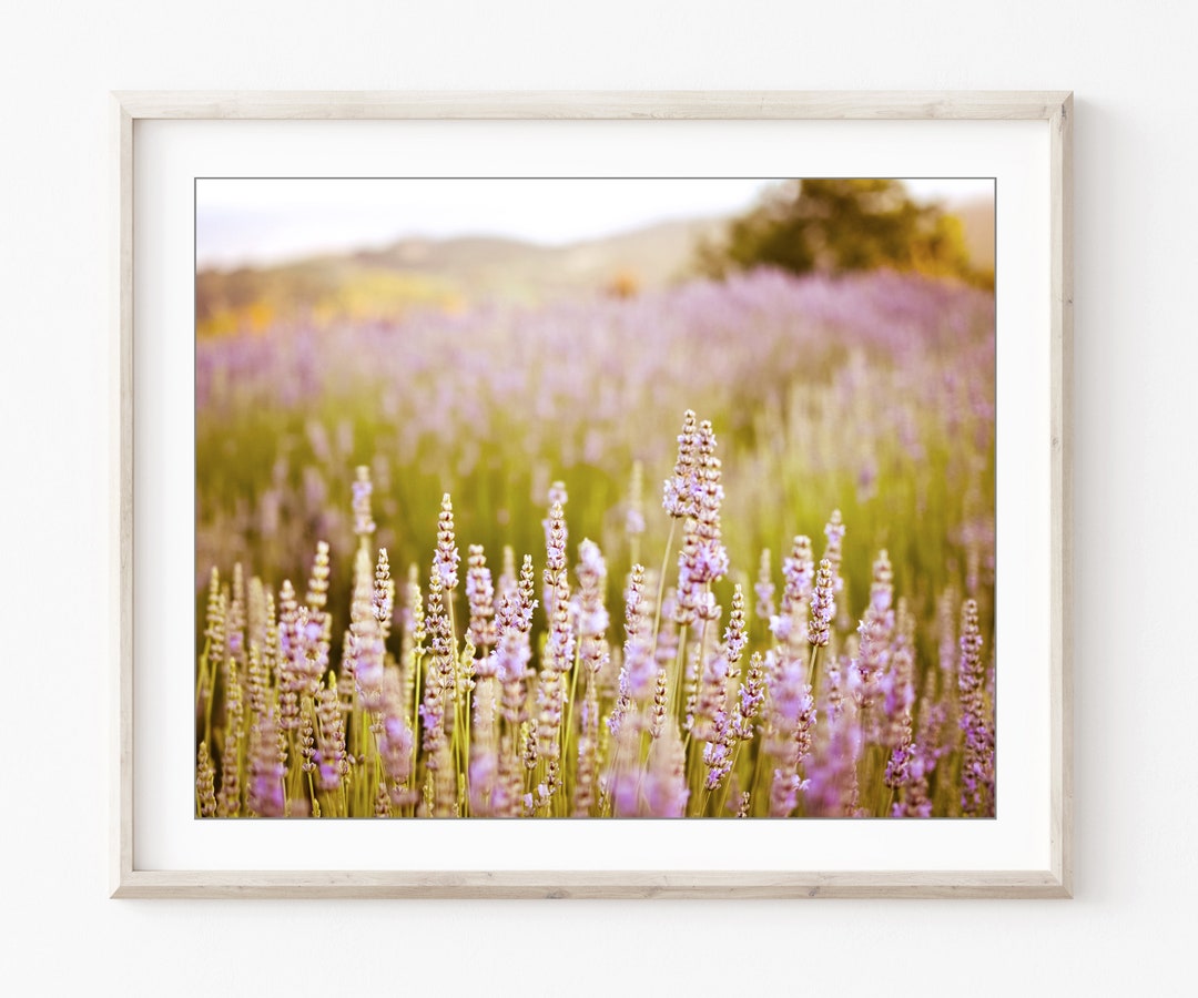 Lavender Field Print Dreamy Landscape Photography Pale - Etsy