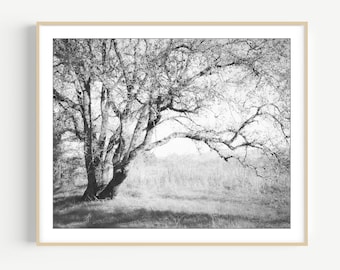 Oak Tree Photography - Black and White Wall Art, Landscape Photograph, Neutral Wall Art, Vintage Style, Nature Photography, 8x10 11x14 Print