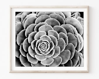 Succulent Art Print - Black and White Wall Art, Botanical Art, Black and White Photography, Succulent Wall Art, Nature Photography