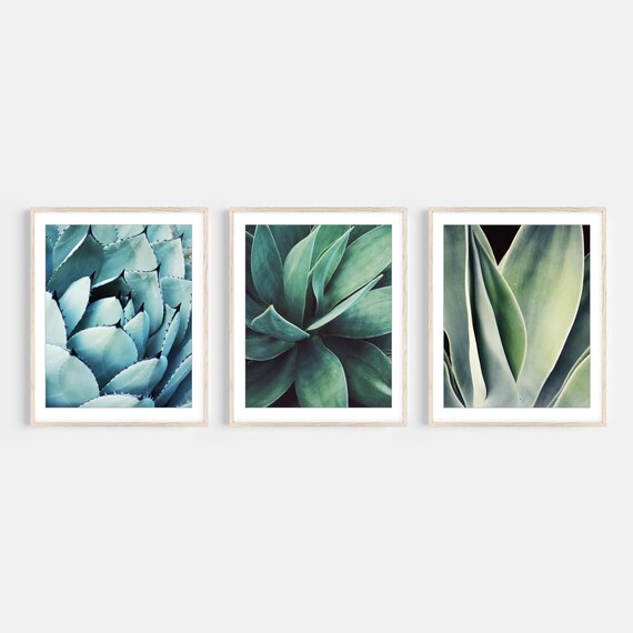 Agave Leaf Prints, Blue Green Wall Art, Botanical Nature Photography, Living Room Art, 8x10 11x14 Prints - Save 30%