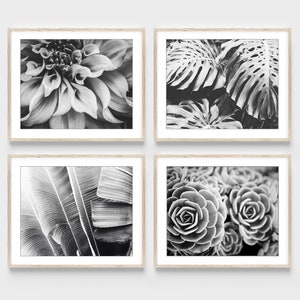 Four photographs in black and white of plants, dahlia flower, monstera leaves, banana leaves and succulent leaves. Four fine art photography prints.
