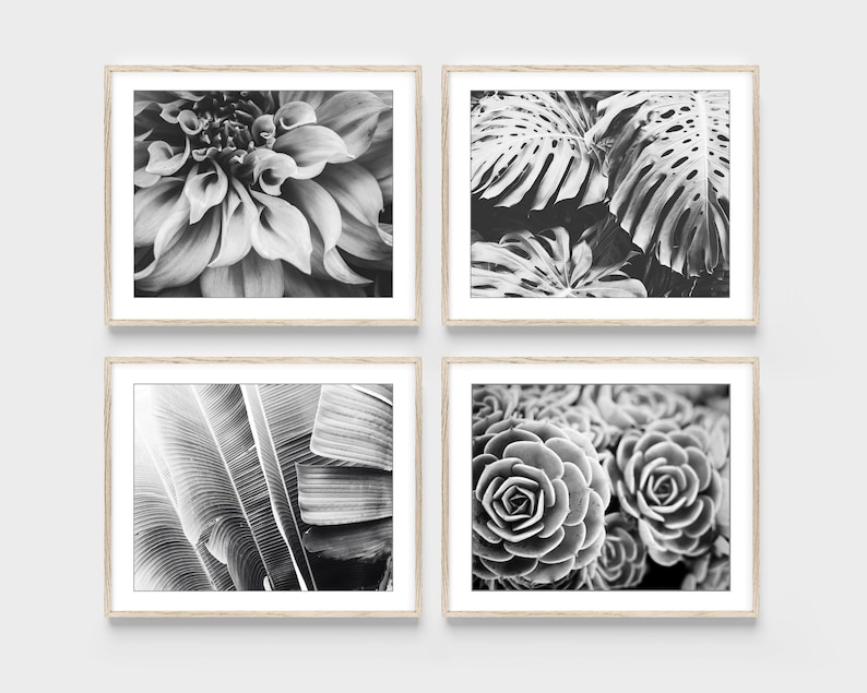 Four photographs in black and white of plants, dahlia flower, monstera leaves, banana leaves and succulent leaves. Four fine art photography prints.