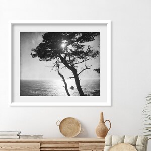 Cypress Tree Print Black and White Photography, Tree Wall Art For Living Room, Coastal Wall Art Decor, Nature Photography 8x10 16x20 Print image 3