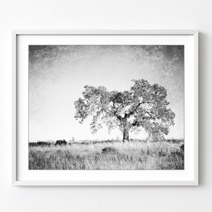 Oak tree in a meadow with a vintage style textured effect. Black and white photography print.