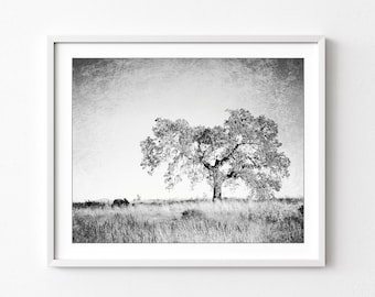 Fotografía de roble, fotografía de paisaje de arte de pared en blanco y negro, arte de pared de árbol, fotografía de naturaleza, arte de pared de naturaleza gris