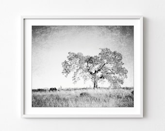 Oak Tree Photograph Black and White Wall Art Landscape Photography, Tree Wall Art, Nature Photography, Gray Nature Wall Art