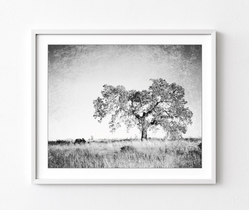 Oak tree in a meadow with a vintage style textured effect. Black and white photography print.