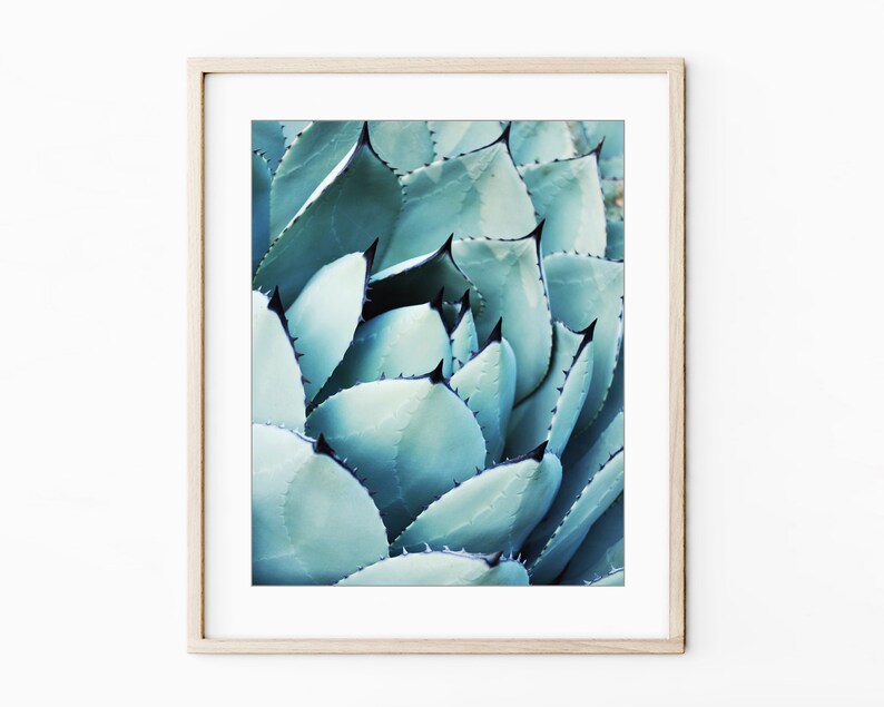 Agave Leaf Prints - Blue Green Wall Art, Botanical Nature Photography, Living Room Art, 8x10 11x14 Prints - Save 30% bild 7