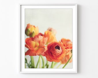 Still Life Photography Ranunculus Flowers Print Floral Wall Art