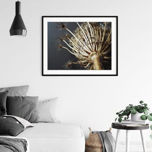 Puede incluir: Una impresi&oacute;n de arte mural horizontal enmarcada que muestra un primer plano de una cabeza de flor en umbela seca de color beige con tallos finos y radiantes sobre un fondo gris carb&oacute;n oscuro, en un marco negro simple en una pared blanca.