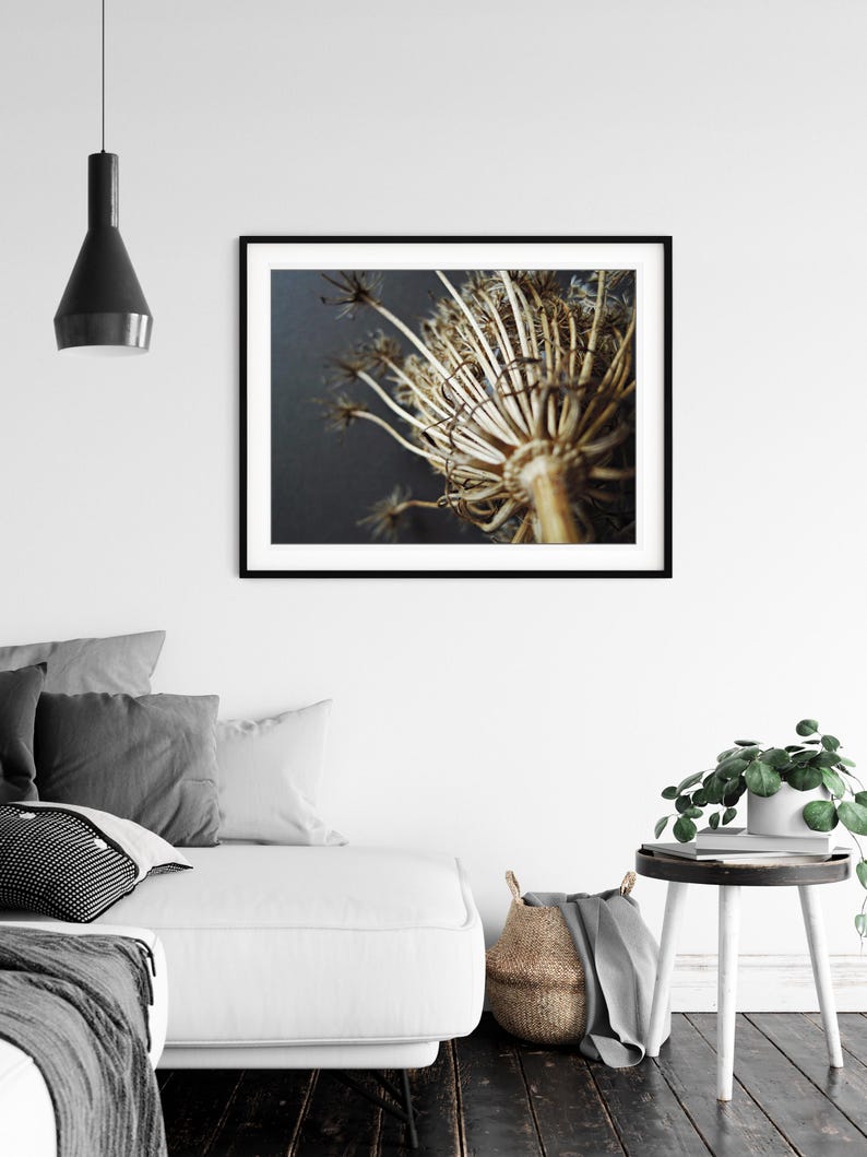 Puede incluir: Una impresi&oacute;n de arte mural horizontal enmarcada que muestra un primer plano de una cabeza de flor en umbela seca de color beige con tallos finos y radiantes sobre un fondo gris carb&oacute;n oscuro, en un marco negro simple en una pared blanca.