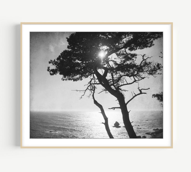 Cypress Tree Print Black and White Photography, Tree Wall Art For Living Room, Coastal Wall Art Decor, Nature Photography 8x10 16x20 Print image 1