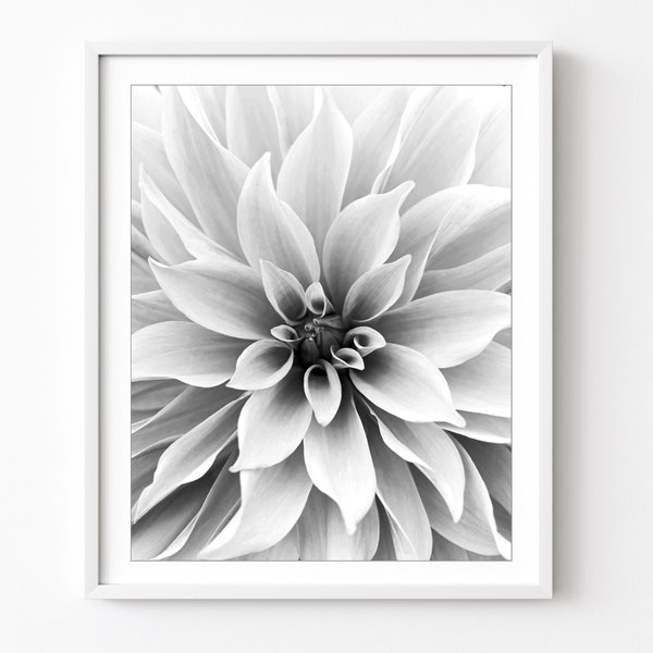 Dahlia Flower Photography - Black and White Photography Print, Botanical Wall Art, White Home Decor, Floral Photography, 8x10 11x14 Print
