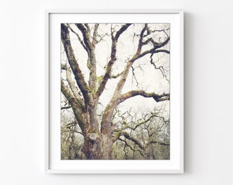 Oak Tree Print, Nature Photography, Earthy Home Decor, Rustic Wall Art, Tree Photograph, Brown Gray, Woodland, Bedroom Wall Art