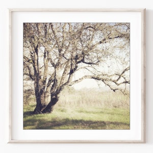 Oak Tree Prints Landscape Photography Set of 4 Prints, Rustic Living Room Decor, Nature Photography, Gallery Wall, 5x5 8x8 Prints image 6