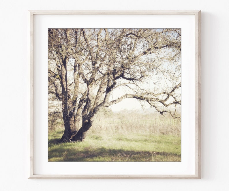 Oak Tree Prints Landscape Photography Set of 4 Prints, Rustic Living Room Decor, Nature Photography, Gallery Wall, 5x5 8x8 Prints image 6