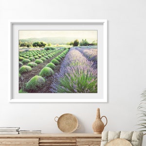 Puede incluir: Una impresi&oacute;n enmarcada de un campo de lavanda en un marco blanco. El campo presenta hileras de plantas de lavanda en plena floraci&oacute;n, con arbustos verdes en primer plano. La imagen tiene una luz suave y natural, ideal para la decoraci&oacute;n del hogar.