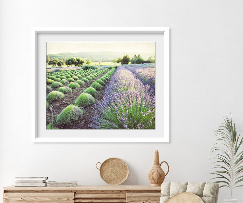 Puede incluir: Una impresi&oacute;n enmarcada de un campo de lavanda en un marco blanco. El campo presenta hileras de plantas de lavanda en plena floraci&oacute;n, con arbustos verdes en primer plano. La imagen tiene una luz suave y natural, ideal para la decoraci&oacute;n del hogar.