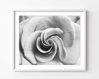Rose Photograph - Botanical Print, Black and White Photography, Floral Wall Art, Abstract Wall Art, Flower Photography, 8x10 11x14 Print