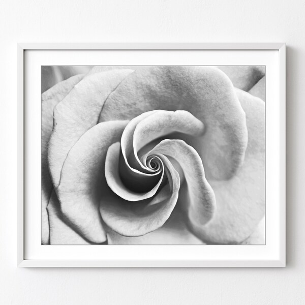 Rose Photograph - Botanical Print, Black and White Photography, Floral Wall Art, Abstract Wall Art, Flower Photography, 8x10 11x14 Print