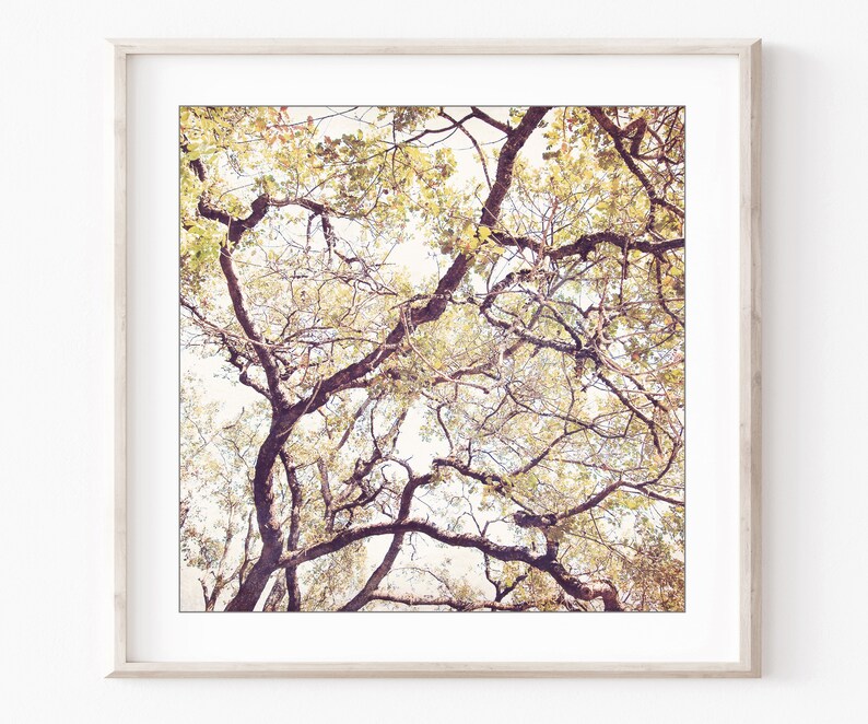 Oak Tree Prints Landscape Photography Set of 4 Prints, Rustic Living Room Decor, Nature Photography, Gallery Wall, 5x5 8x8 Prints image 4