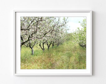 Apple Orchard Print - Landscape Photography, Fruit Trees, Rustic Country Decor, Farmhouse Wall Art, Nature Photography, Dining Room Art