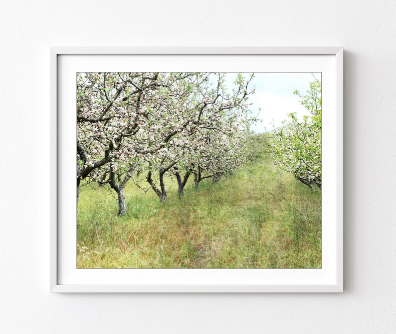 Apple Orchard Print Landscape Photography, Fruit Trees, Rustic Country Decor, Farmhouse Wall Art, Nature Photography, Dining Room Art image 1