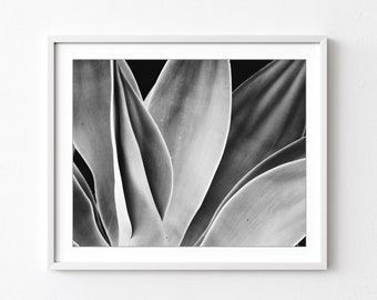 Agave Leaves Print - Black and White Photography, Southwest Decor, Succulent, Cactus, Gray Abstract Botanical Art