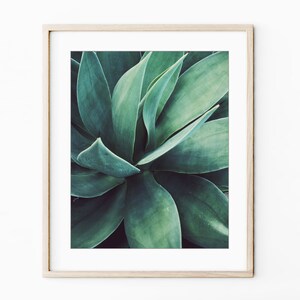 Agave Leaf Prints - Blue Green Wall Art, Botanical Nature Photography, Living Room Art, 8x10 11x14 Prints - Save 30% bild 8