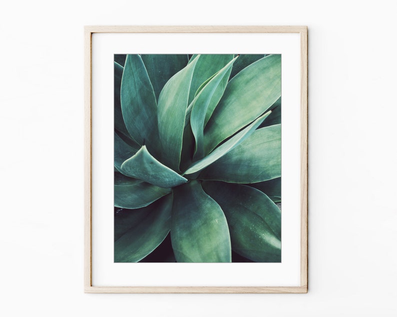 Agave Leaf Prints - Blue Green Wall Art, Botanical Nature Photography, Living Room Art, 8x10 11x14 Prints - Save 30% bild 8
