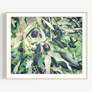 Olive Branch Print, Botanical Photograph, Nature Photography, Kitchen Wall Art, Olive Tree, 8x10 5x7, Dining Room Decor