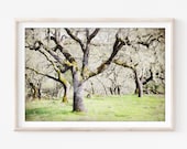 Oak Trees Landscape Photo...