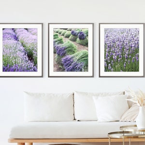 May include: Three framed photographs of lavender fields. The first photo shows a field of lavender in full bloom. The second photo shows rows of lavender stalks that have been cut and are drying in the sun. The third photo shows a close-up of lavender flowers.