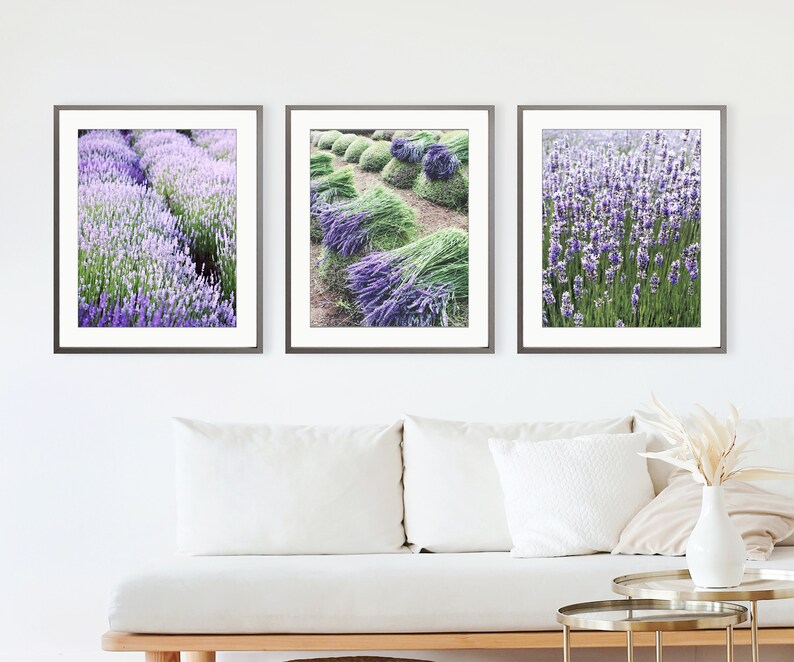 May include: Three framed photographs of lavender fields. The first photo shows a field of lavender in full bloom. The second photo shows rows of lavender stalks that have been cut and are drying in the sun. The third photo shows a close-up of lavender flowers.