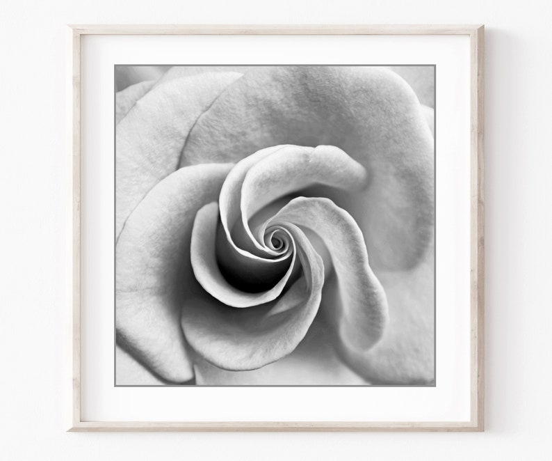 Conjunto de impresión botánica, fotografía en blanco y negro, hojas de flores, conjunto de 9 impresiones, fotografía de naturaleza, conjunto de pared de galería, impresiones 5x5 8x8 imagen 6
