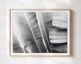 Puede incluir: Una impresión fotográfica en blanco y negro de grandes hojas tropicales superpuestas con prominentes venas y texturas paralelas, enmarcada en un marco de madera clara con un borde de paspartú blanco alrededor de la obra botánica.
