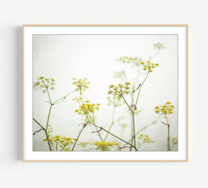 Yellow Flower Photography Fennel Print Botanical Print, Minimal Nature Photography, Floral Wall Art, Yellow Wildflowers, 8x10 16x20 Print image 1