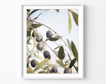 Olive Branch Print - Botanical Wall Art Print, Nature Photography, Olives Art Print, Modern Rustic Kitchen Decor, 8x10 16x20, Large Wall Art