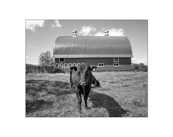 Black Angus Bull Photograph, Dutch Barn Print or Canvas, Animal Nature Print, Black & White, Cow Photography, Farmhouse Art - Major