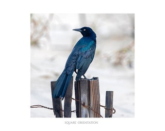 Bird on Fence Post Photograph, Nature Photography Print, Black Bird, Grackle, Blue Teal Lavender Feathers, Animal Wall Art - Looking Back