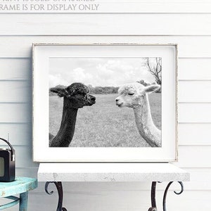 Nose to Nose • Alpaca Animal Photography Art Print, Alpacas Photo, Black & White Farmhouse Wall Art Decor, Nursery Kids Room, Cute Animals