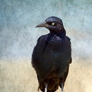 Portrait of a Grackle, No 2 Bird Photography, Wildlife Print, Gift for Bird Lover, Black Crow Blackbird Photograph, Bird Lover Wall Art image 2