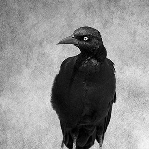 Portrait of a Grackle, No 2 Bird Photography, Wildlife Print, Gift for Bird Lover, Black Crow Blackbird Photograph, Bird Lover Wall Art image 3