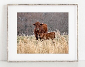 Mother Cow Calf Photography Print, Mothers Day, Red Angus Photo,  Baby or Kids Room Decor, Wall Art, Farm Animal Photograph - Mother's Love