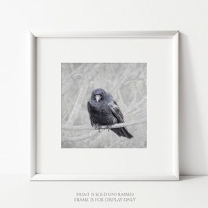 Contemplation Crow on Branch Photograph, Bird Lover Art, Nature Photography Print, Black Bird, Raven, Gift for Bird Lover, Animal Wall Art image 3