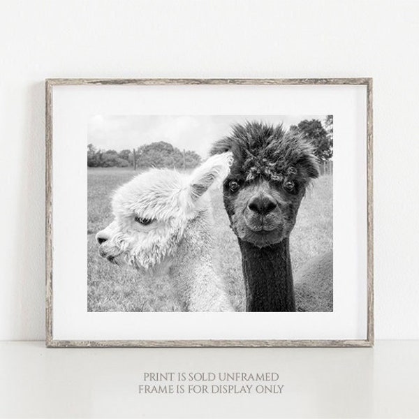 ¡Oh hola! • Fotografía de animales, impresión de alpaca, fotografía de llama, fotografía de corral de granja, blanco y negro, arte de pared grande, decoración de guardería de una linda y divertida pareja