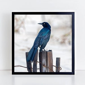 Looking Back Bird on Fence Post Photograph, Nature Photography Print, Black Bird, Grackle, Blue Teal Lavender Feathers, Animal Wall Art image 6